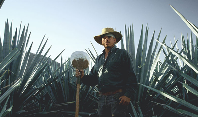 The Fine Craft of Making Patrón Tequila