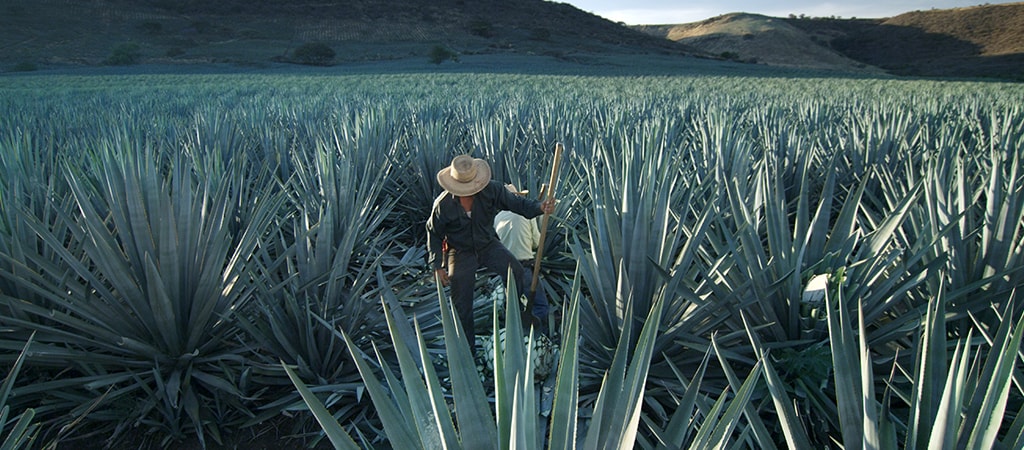 3 Ways You Didn’t Know Patrón Was Eco-Friendly