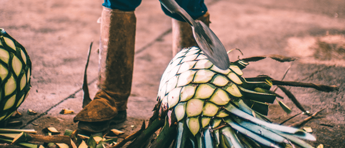 How are the agave chopped?