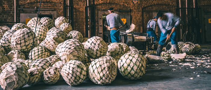 How long does it take agave to grow?