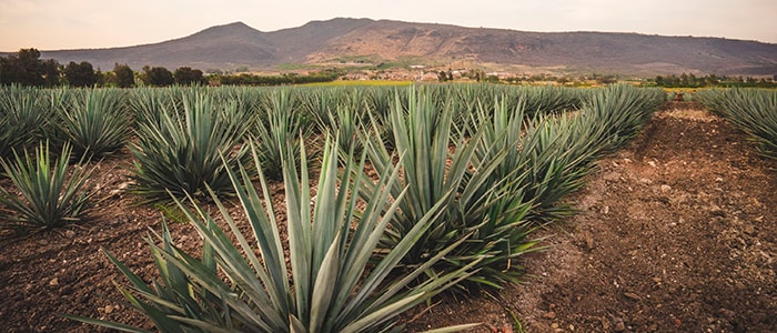 What does 100% Weber Blue agave tequila mean?
