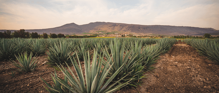 ¿Dónde se elabora el tequila?