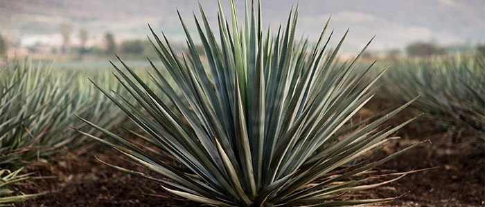 What plant is tequila made from?