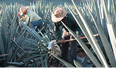 Two workers in cowboy hats harvesting agave in the agave field.