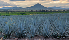 Agave field with mountains in the background.