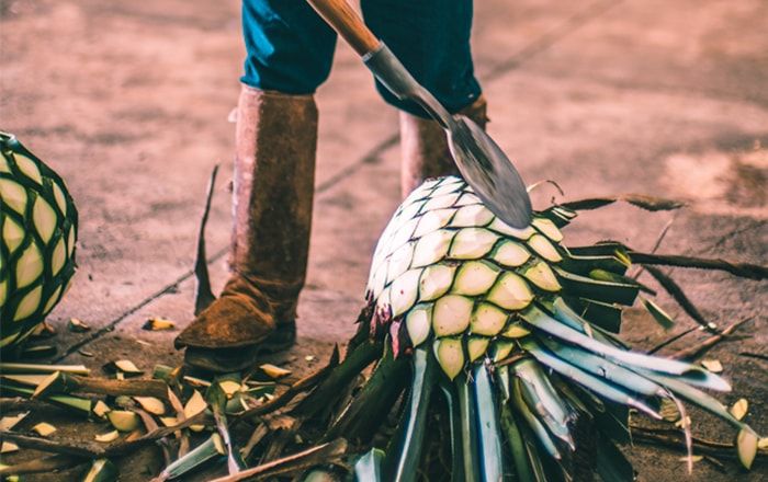 Tequila vs. Mezcal: What's the Difference? | PATRN TEQUILA