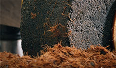 Close up of baked agave being crushed by a large stone.